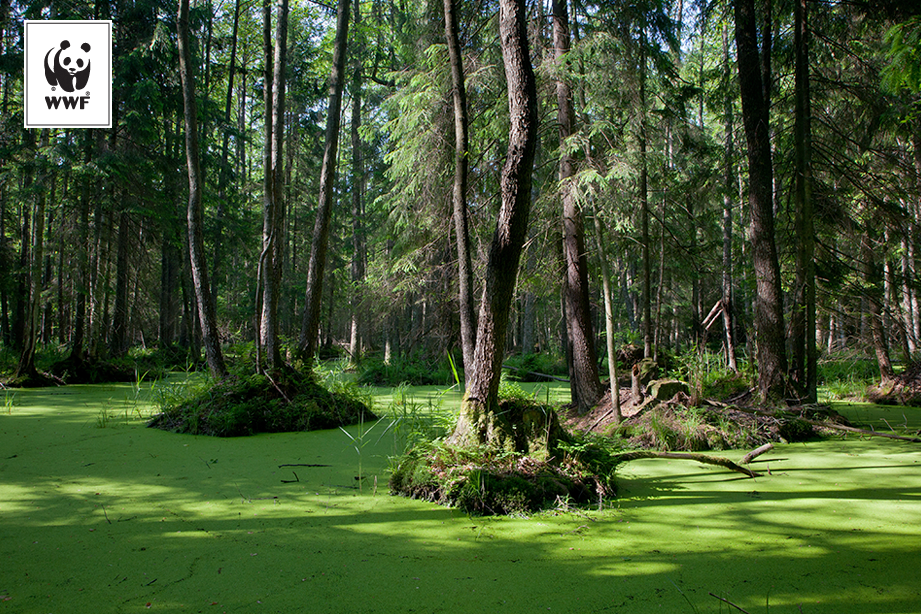 Вековые дубы и возможность наблюдать за зубрами - отличительная черта   в Польше природная территория, включенная в Список всемирного наследия ЮНЕСКО